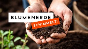 Blumenerde schimmelt