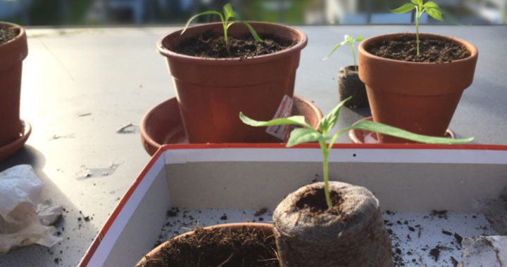 Chilipflanzen pflegen: gießen, düngen, Standort