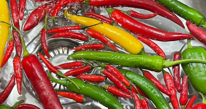 Chilis ernten und haltbar machen