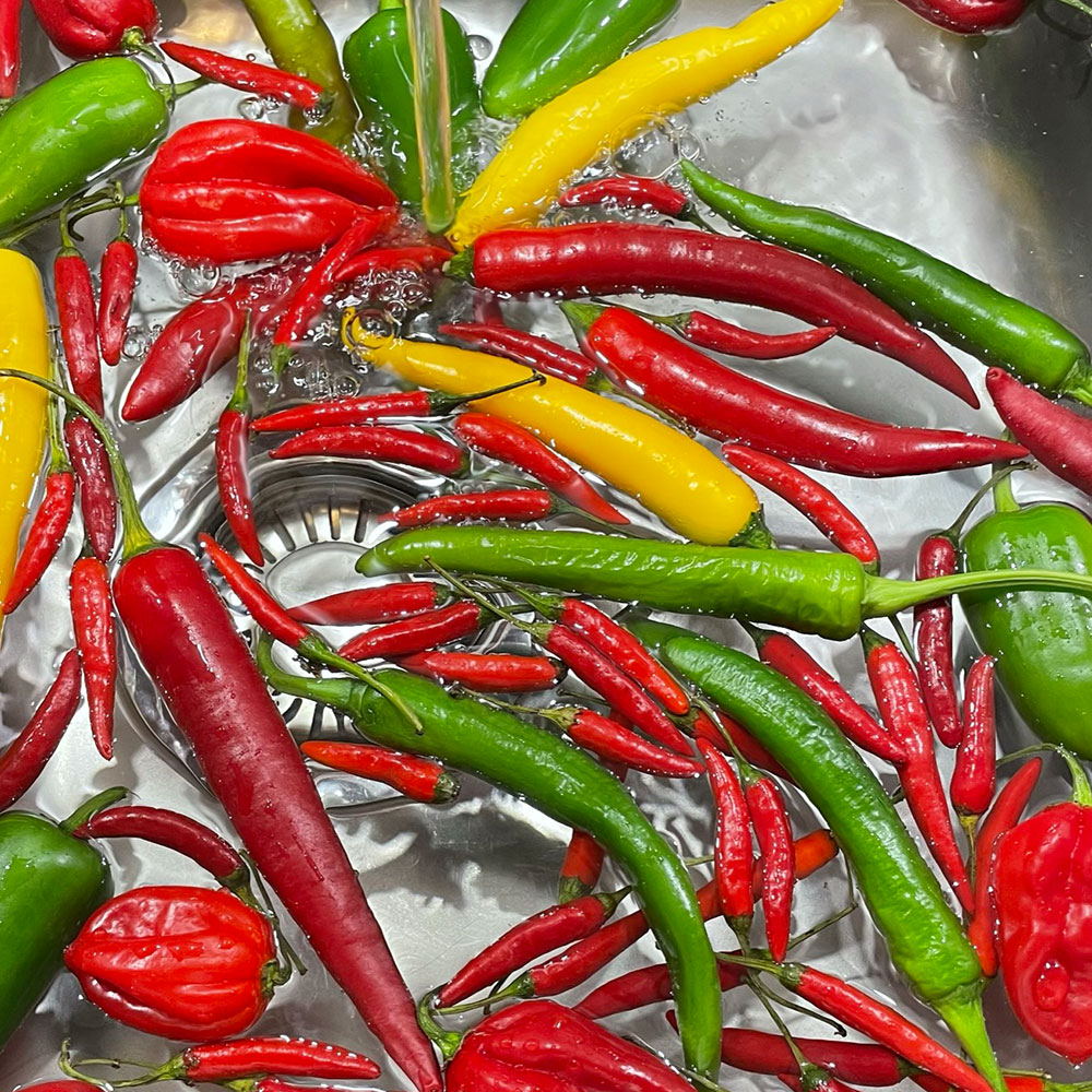 Bunte frisch geerntete Chilischoten in Rot, Gelb und Grün nebeneinander