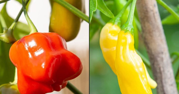 Chilis werden nicht rot: Ursachen und Nachreifen
