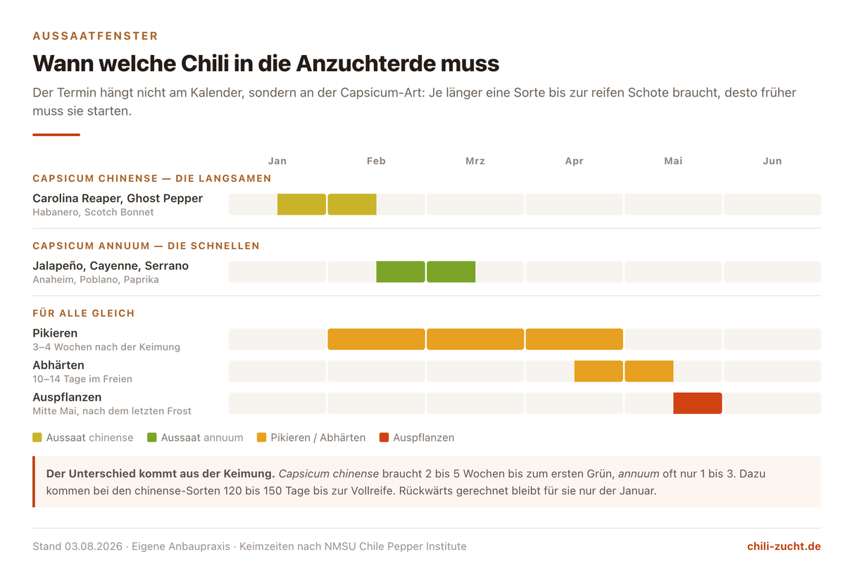 Balkendiagramm der Aussaatfenster: Capsicum chinense Mitte Januar bis Anfang Februar, Capsicum annuum Mitte Februar bis Mitte März, dazu Pikieren, Abhärten und Auspflanzen