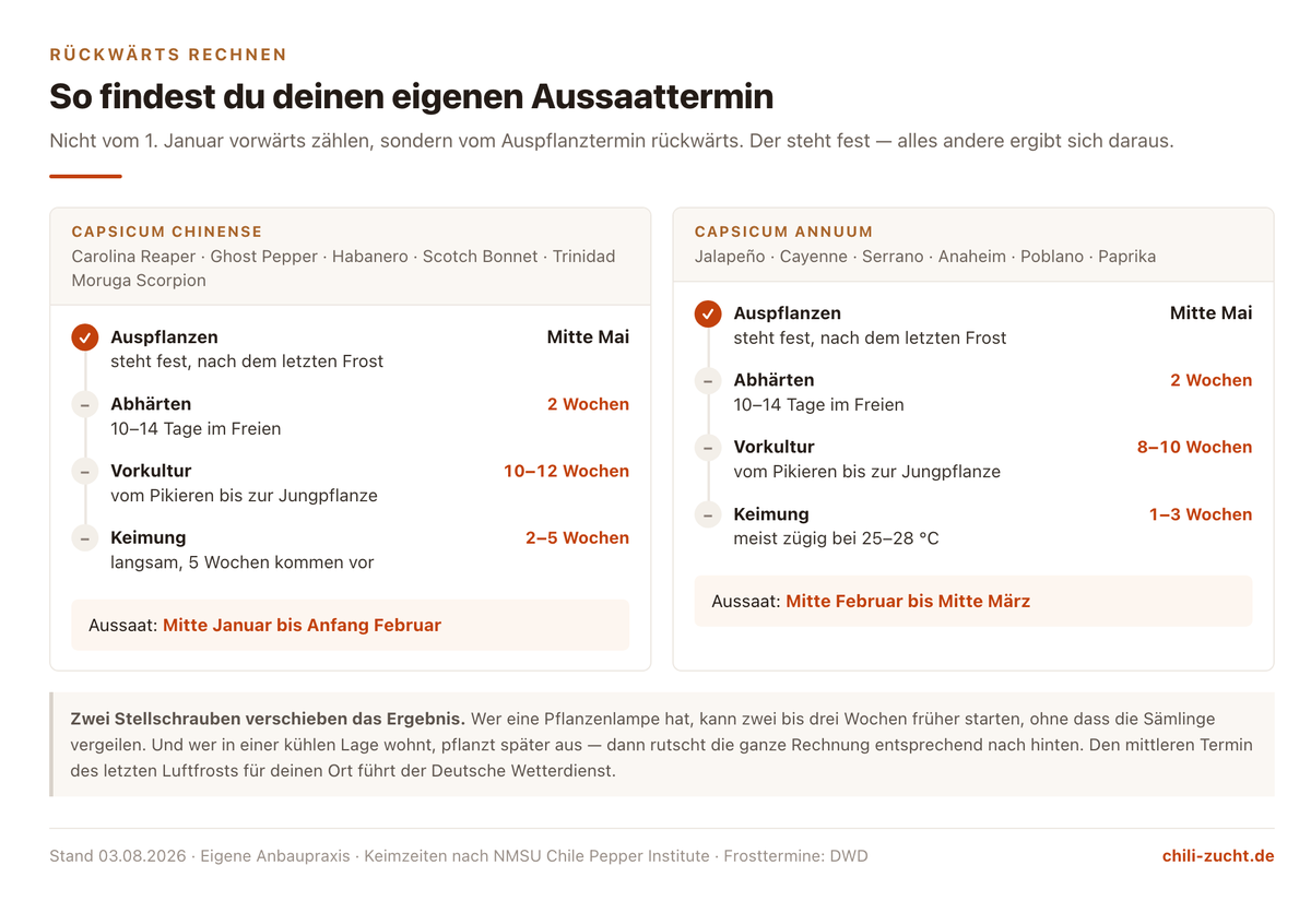 Zwei Rechenwege vom Auspflanztermin Mitte Mai rückwärts zum Aussaattermin, getrennt für Capsicum chinense und Capsicum annuum