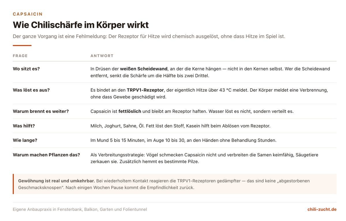 Schema der Capsaicin-Wirkung mit Sitz in der Frucht, Bindung an den TRPV1-Rezeptor, zeitlichem Verlauf der Schärfe und was dagegen hilft
