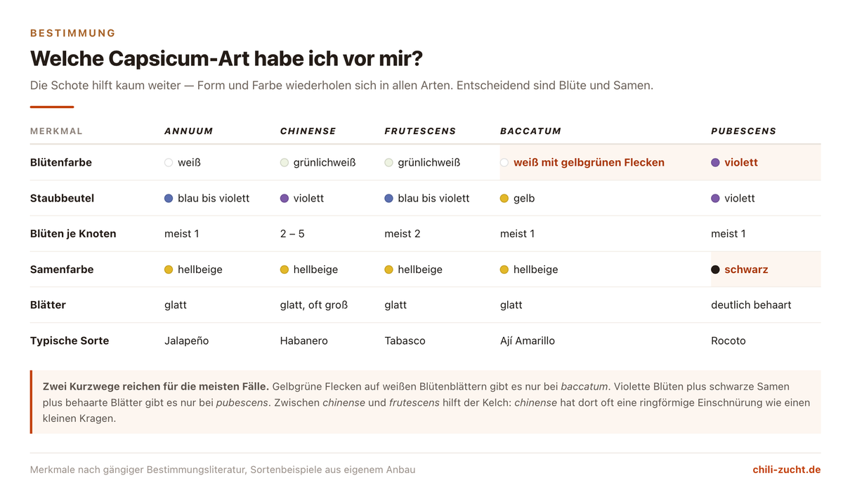 Bestimmungsschlüssel der fünf kultivierten Capsicum-Arten anhand von Blütenfarbe, Staubbeutelfarbe, Blütenzahl je Knoten und Samenfarbe
