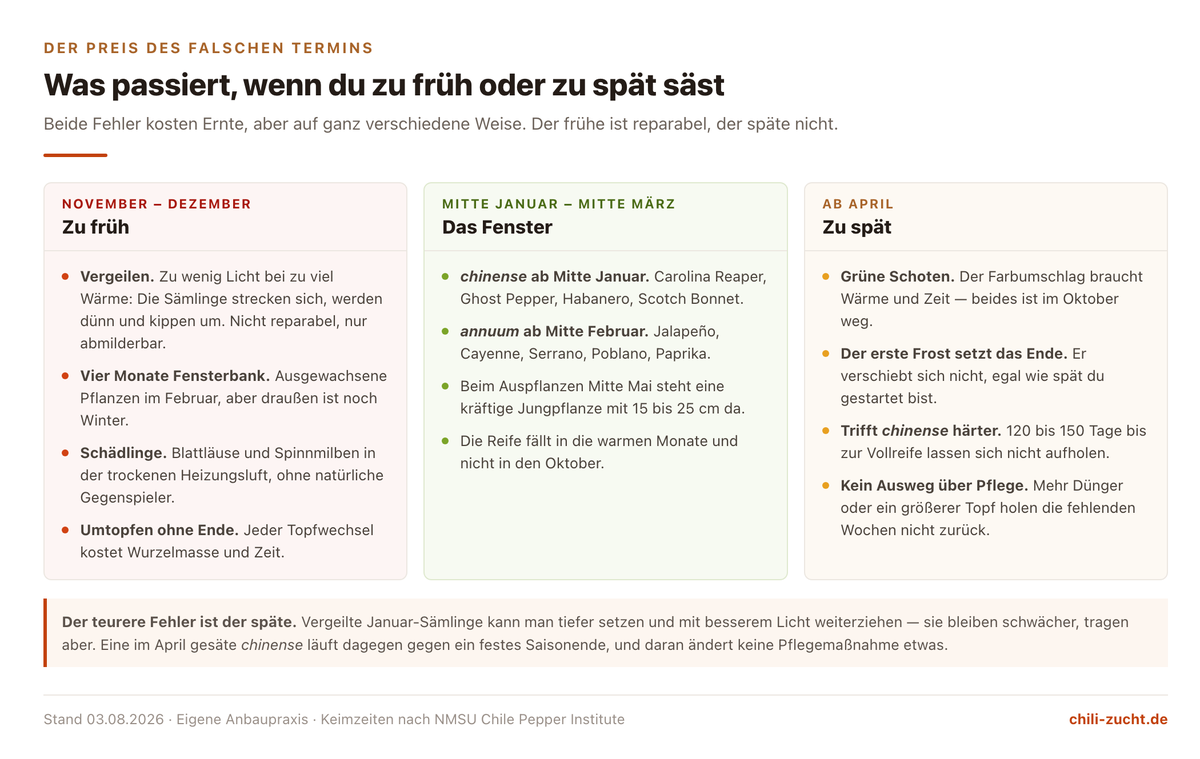 Dreispaltiger Vergleich der Folgen einer zu frühen, richtigen und zu späten Chili-Aussaat