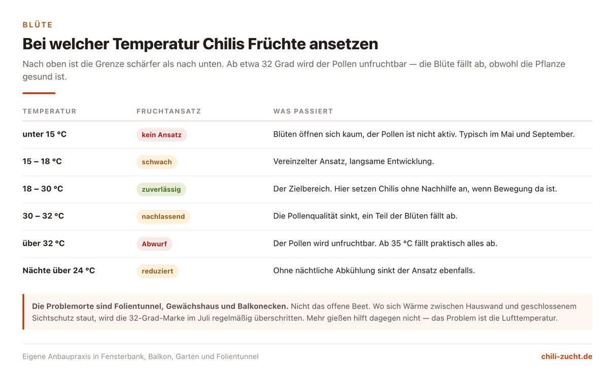 Temperaturfenster für den Fruchtansatz bei Chilipflanzen: unter 15 Grad kein Ansatz, 18 bis 30 Grad optimal, ab 32 Grad Pollen unfruchtbar, ab 35 Grad kompletter Blütenabwurf