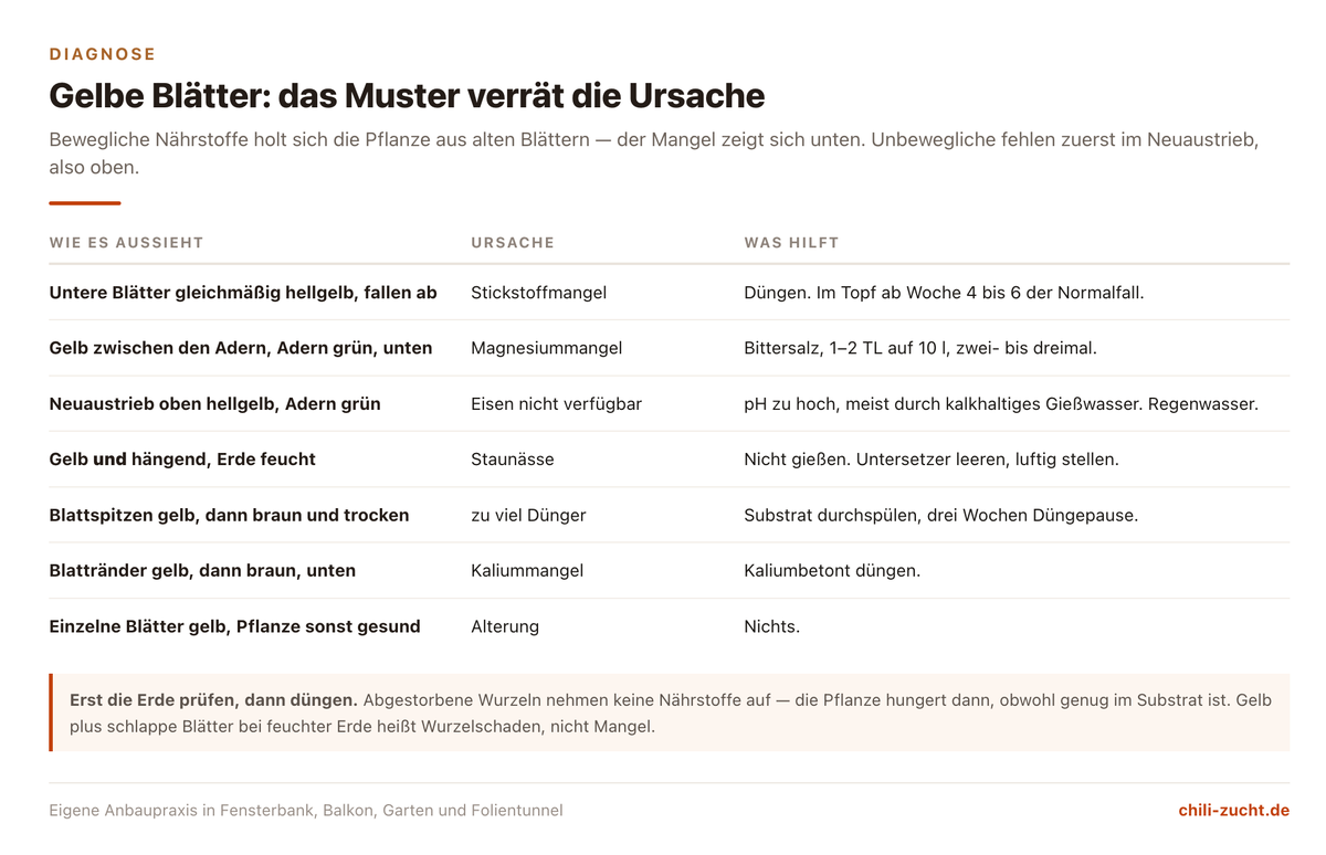 Übersicht der Gelbfärbungsmuster an Chilipflanzen mit Zuordnung zu Staunässe, Stickstoffmangel, Magnesiummangel, Eisenmangel, Überdüngung und natürlicher Alterung