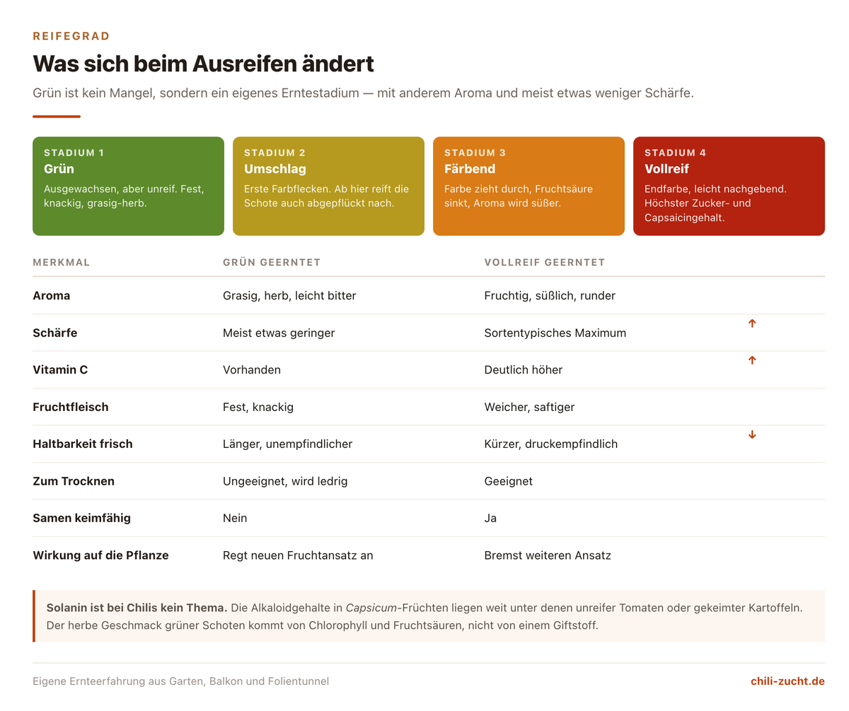 Vergleich von grün und vollreif geernteten Chilis in vier Reifestadien mit Unterschieden bei Aroma, Schärfe, Vitamin C und Haltbarkeit