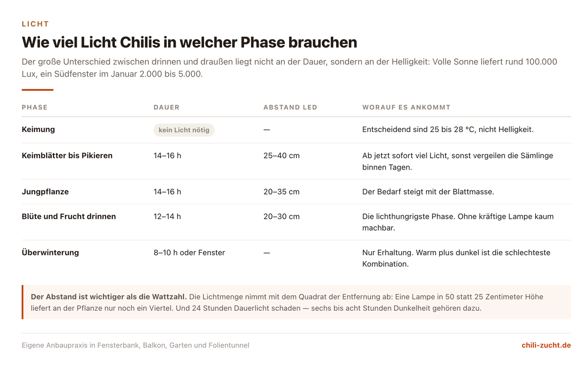 Lichtbedarf von Chilipflanzen nach Wachstumsphase mit Angaben zu Beleuchtungsdauer, Lichtstärke und typischen Fehlern