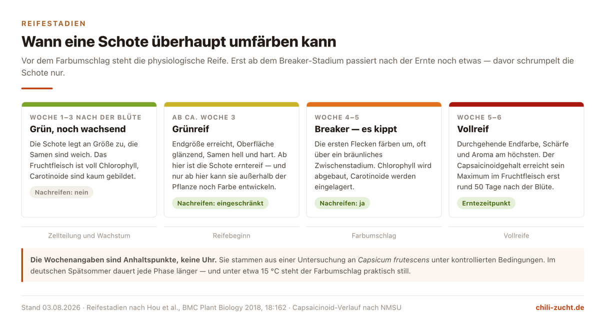 Vier Reifestadien einer Chilischote von grün über grünreif und Breaker bis vollreif, mit Angabe ab wann Nachreifen möglich ist