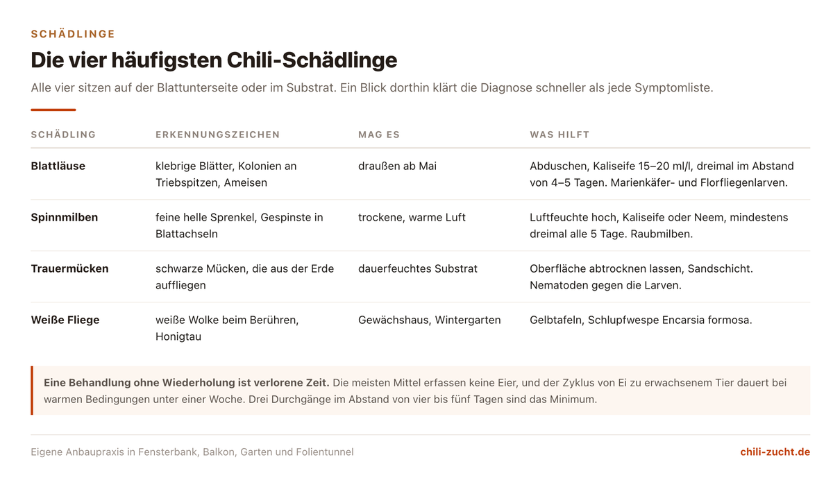 Übersicht der vier häufigsten Chili-Schädlinge mit Erkennungszeichen, bevorzugten Bedingungen, Nützlingen und Behandlung