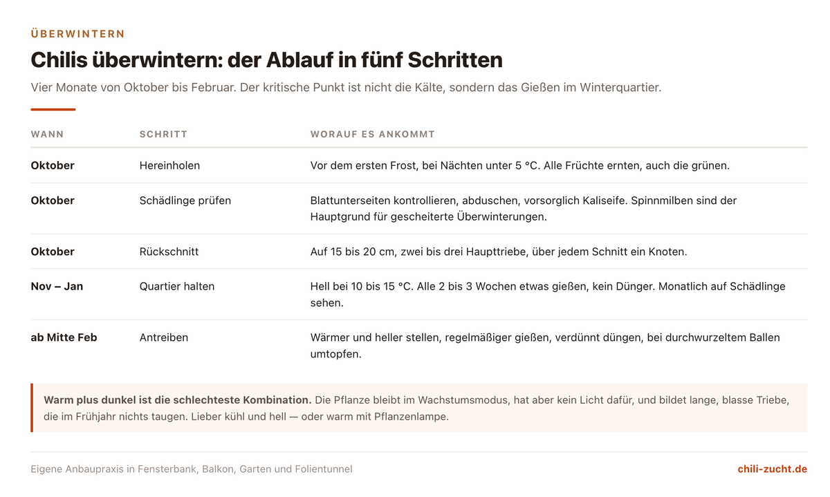 Ablauf der Chili-Überwinterung in fünf Schritten von der Vorbereitung im Oktober über Rückschnitt und Winterquartier bis zum Antreiben im Februar