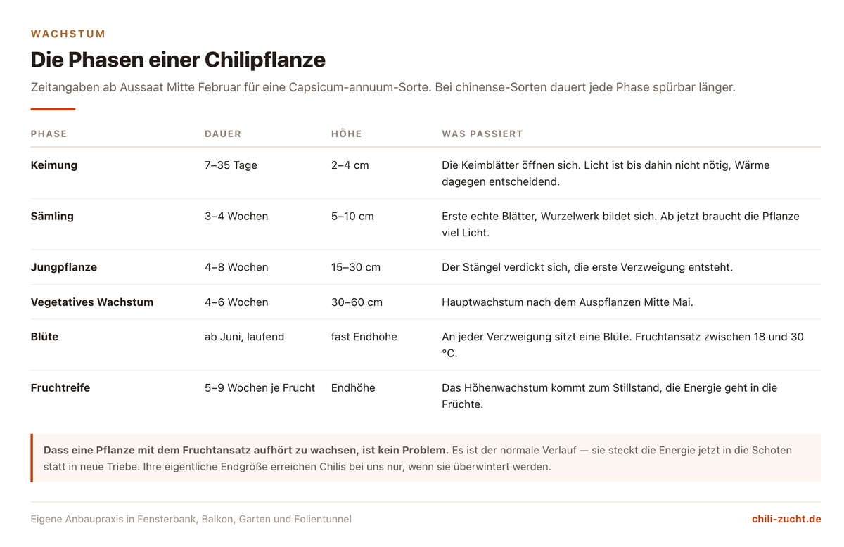 Übersicht der Wachstumsphasen einer Chilipflanze von der Keimung bis zur Fruchtreife mit Dauer und Wuchshöhe