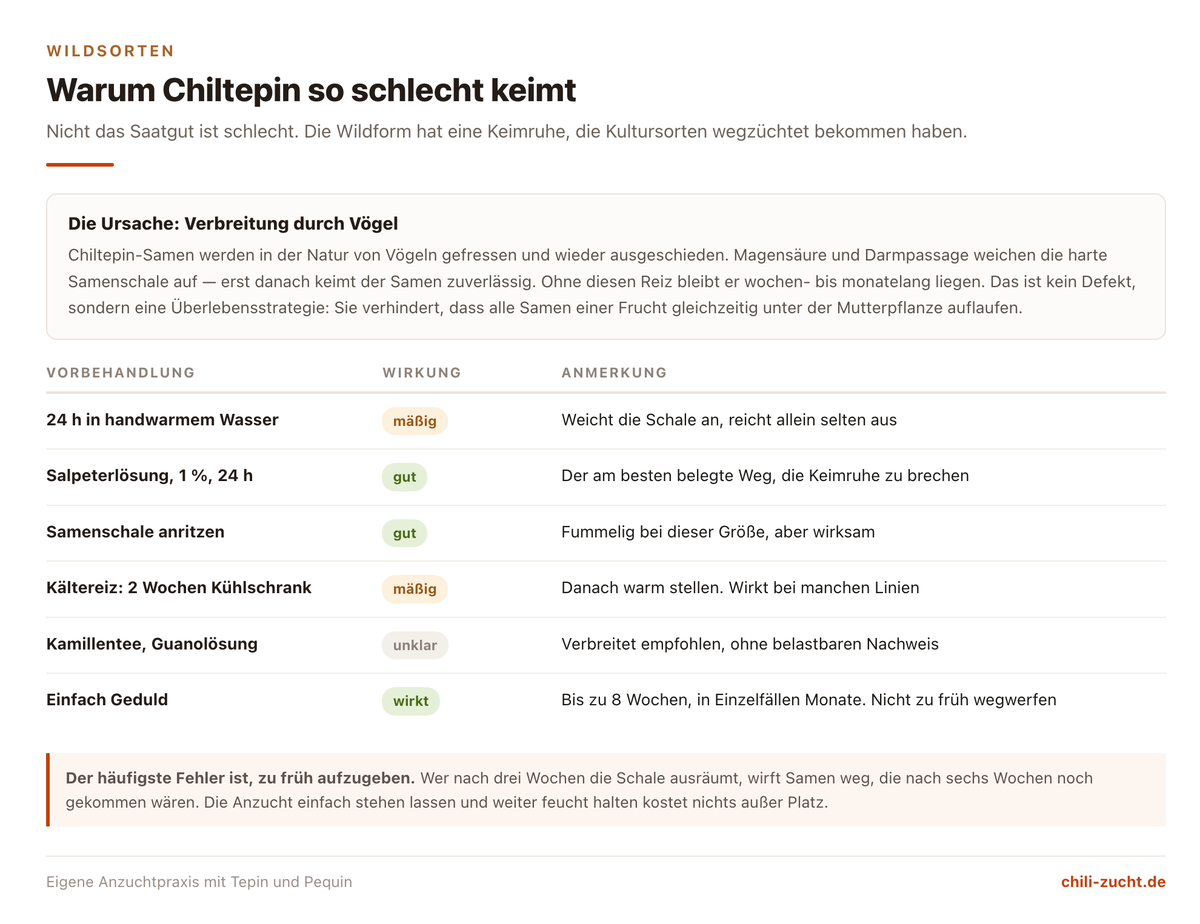 Übersicht der Vorbehandlungen zum Brechen der Keimruhe bei Chiltepin-Samen mit Bewertung der Wirksamkeit