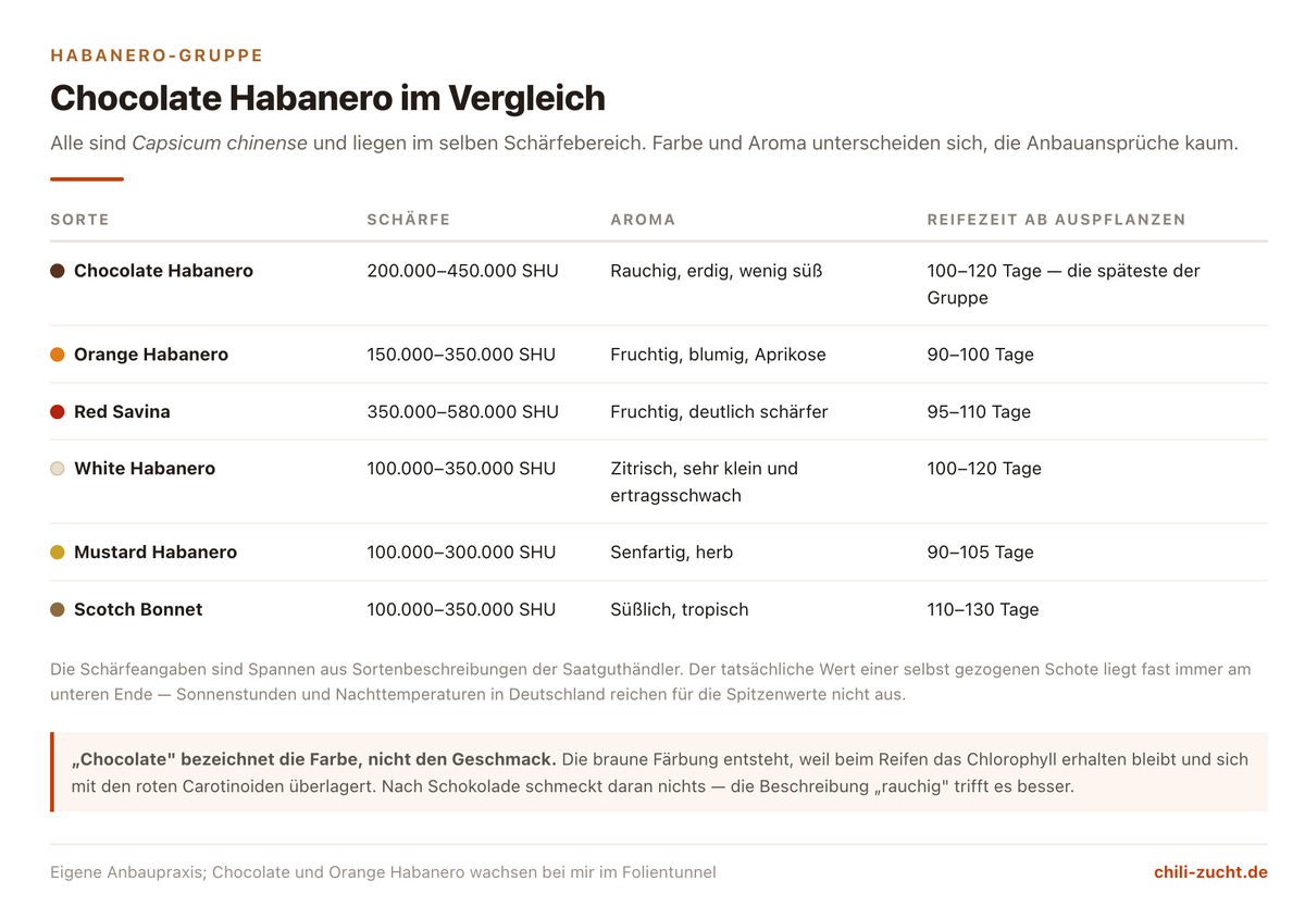 Vergleichstabelle der Habanero-Farbvarianten Chocolate, Orange, Red Savina, White, Mustard und Scotch Bonnet mit Schärfe, Aroma und Reifezeit