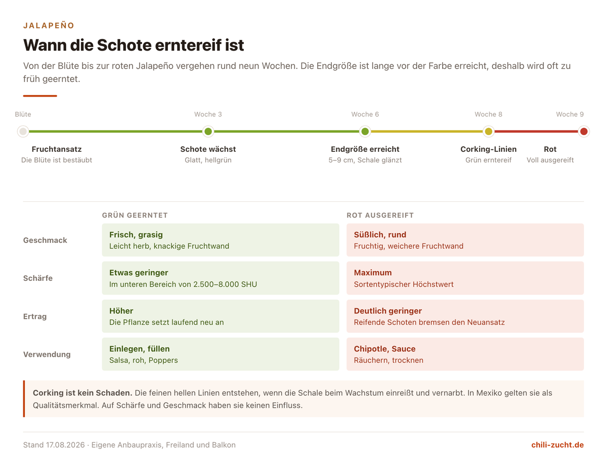 Zeitstrahl der Jalapeno-Reife mit Größe, Corking, Farbumschlag sowie Schärfe und Ertrag je Erntezeitpunkt
