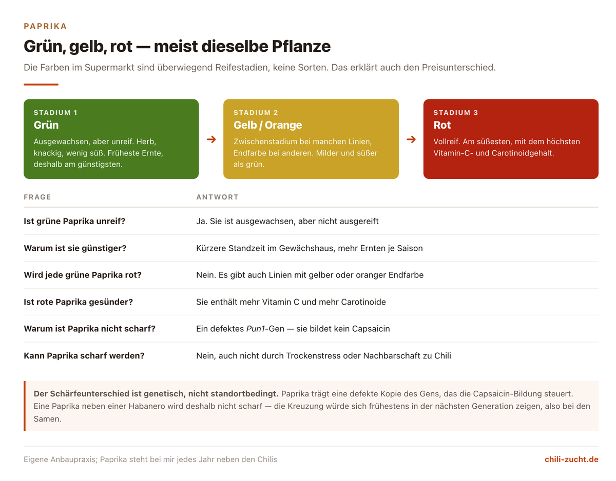 Schema der Paprika-Reifestadien grün, gelb und rot mit Fragen und Antworten zu Reife, Preis und Schärfe