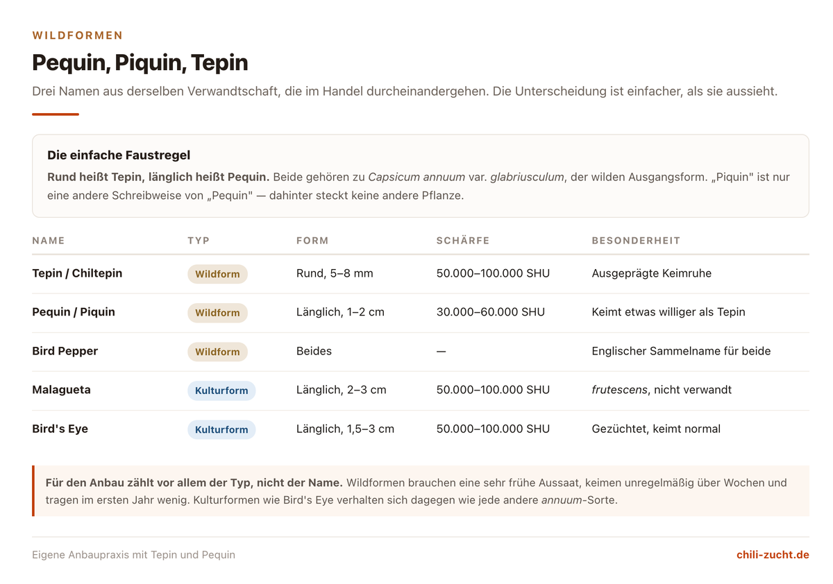 Vergleich der Wildchili-Formen Tepin, Pequin und Piquin mit Bird's Eye und Malagueta nach Typ, Form und Schärfe