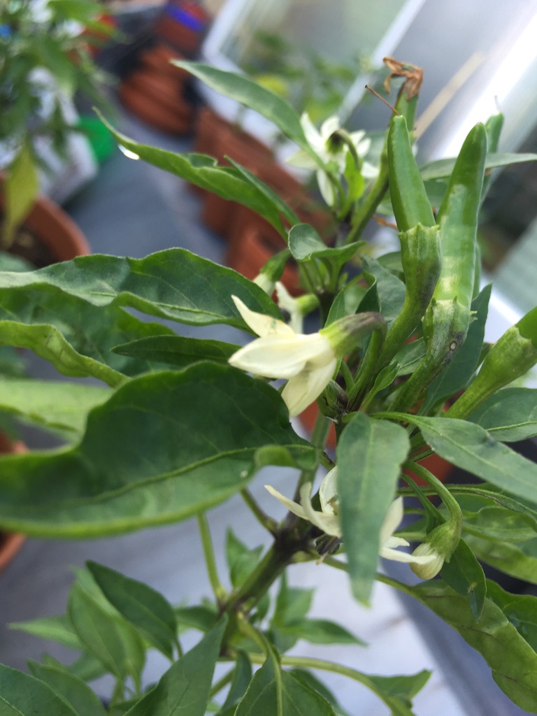 Chilipflanze mit weißen Blüten und ersten schlanken grünen Schoten auf dem Balkon