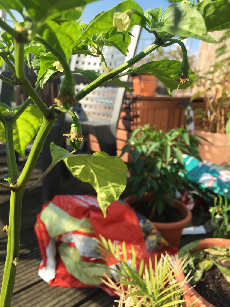 Chilipflanze mit Blüten und kleinem Fruchtansatz auf dem Balkon, im Hintergrund weitere Pflanzen in Töpfen