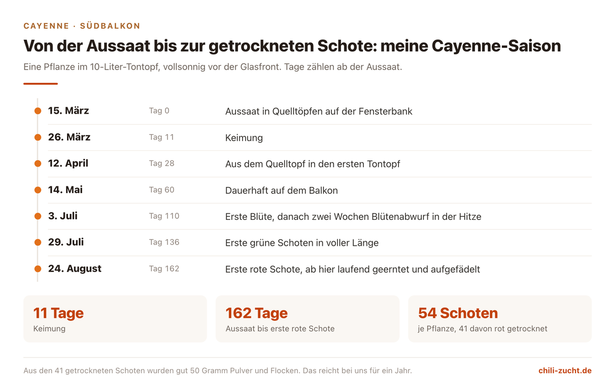 Zeitstrahl einer Cayenne-Saison auf dem Südbalkon: Keimung nach 11 Tagen, erste rote Schote nach 162 Tagen, 54 Schoten je Pflanze