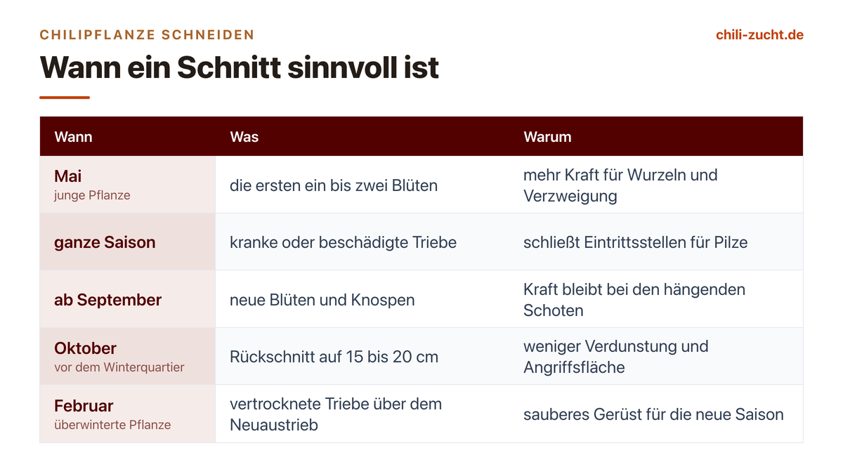 Chilipflanze schneiden: wann es sinnvoll ist