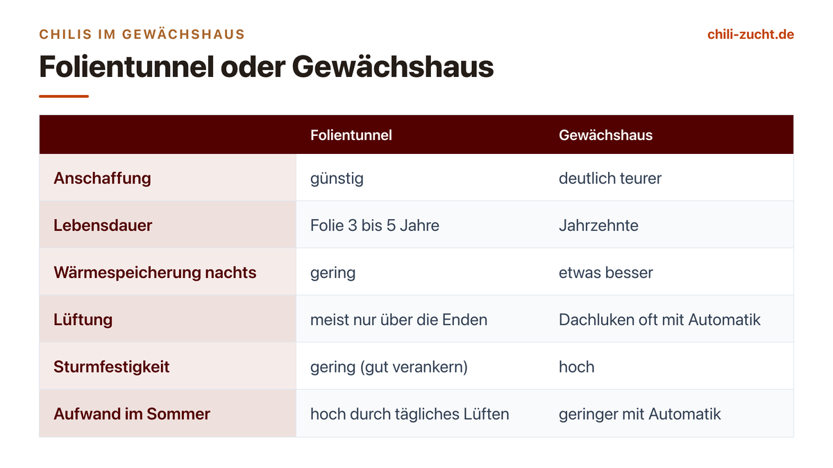 Chilis im Gewächshaus und Folientunnel