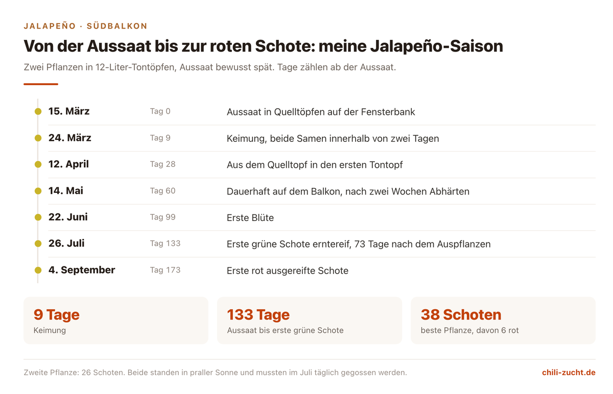 Zeitstrahl einer Jalapeño-Saison auf dem Südbalkon: Aussaat 15. März, Keimung nach 9 Tagen, erste grüne Schote nach 133 Tagen, 38 Schoten an der besten Pflanze