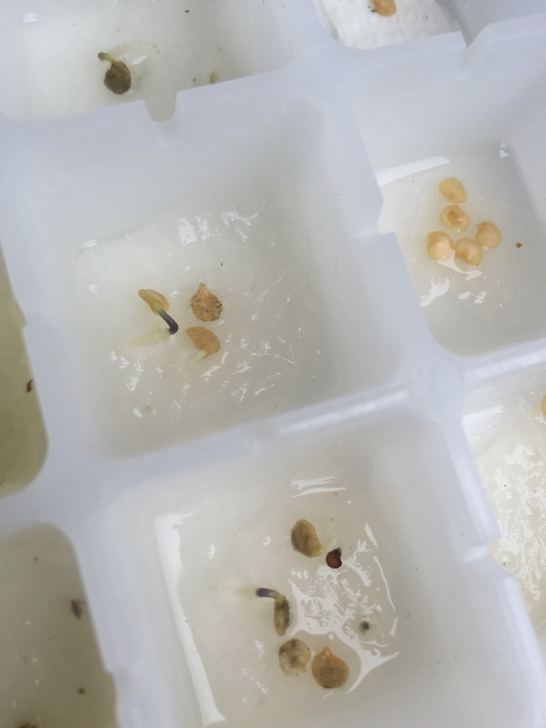Chilisamen im Keimtest auf feuchtem Küchenpapier in einem Eiswürfelbehälter, einzelne Samen zeigen die Keimwurzel