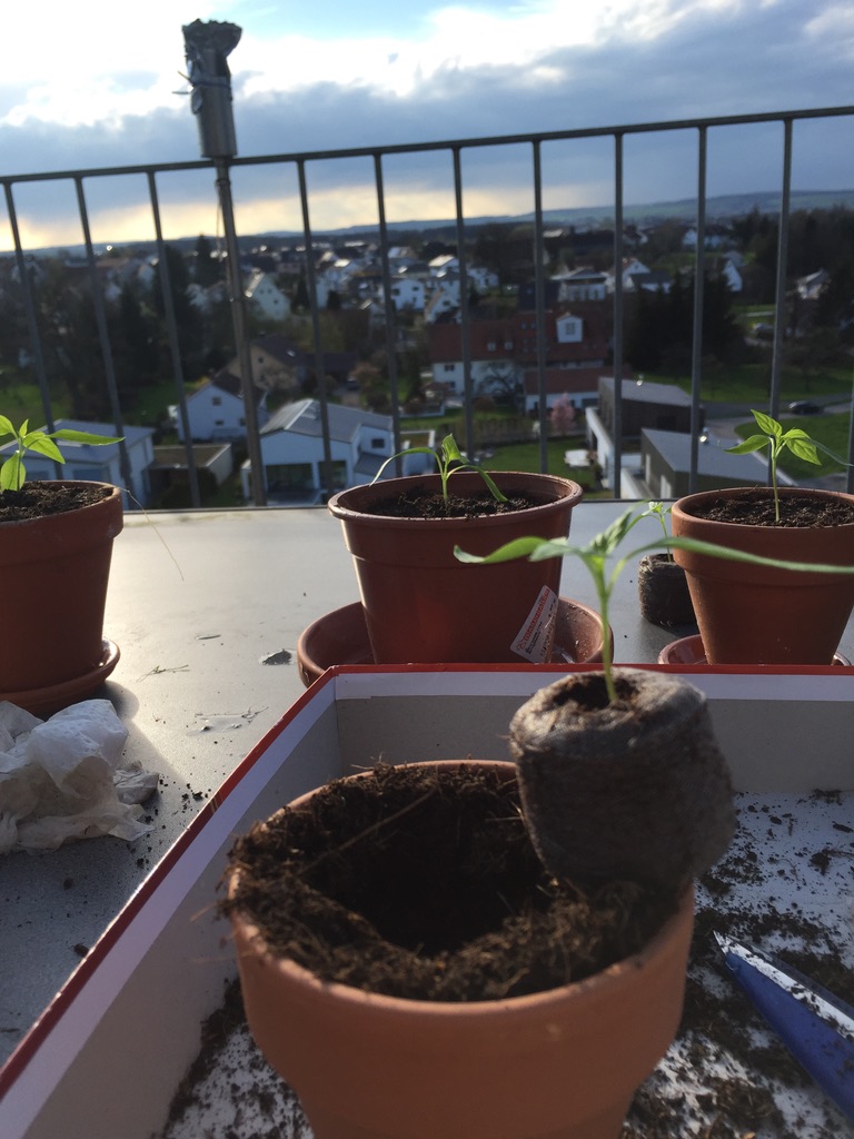 Ein Quelltopf mit Chili-Sämling wird auf dem Balkon in einen Tontopf gesetzt, dahinter weitere Töpfe und der Blick über den Ort
