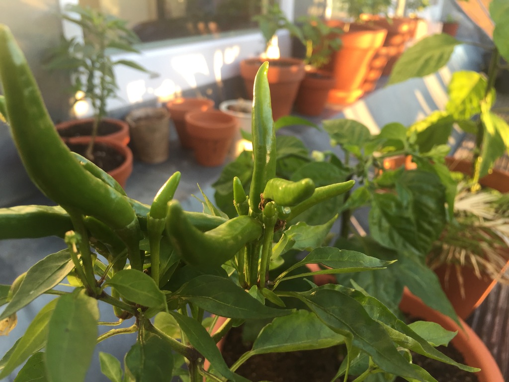 Schlanke grüne Chilischoten vom Cayenne-Typ an einer Pflanze auf dem Balkon, im Hintergrund weitere Tontöpfe