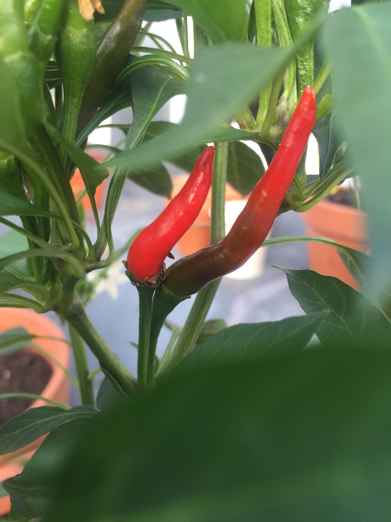 Zwei schlanke Chilischoten am selben Zweig, eine leuchtend rot, die andere noch im Farbumschlag