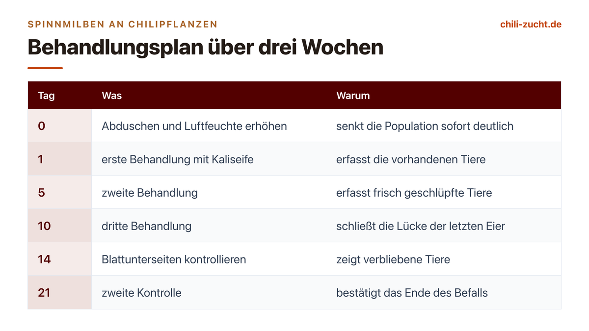 Spinnmilben an Chilipflanzen erkennen und behandeln