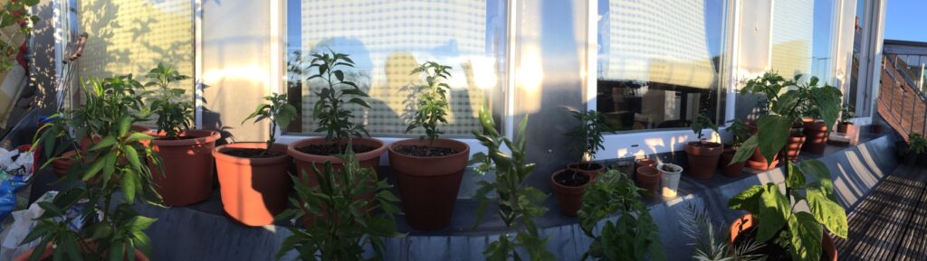Panorama eines Südbalkons mit vielen Chilipflanzen in Tontöpfen vor einer sonnenbeschienenen Glasfront