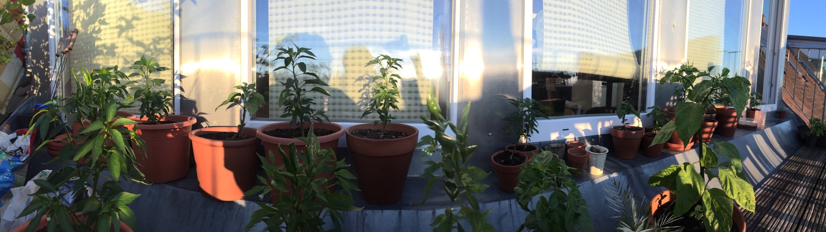 Panorama eines Südbalkons mit vielen Chilipflanzen in Tontöpfen vor einer sonnenbeschienenen Glasfront