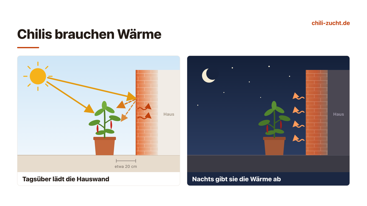 Chilis brauchen Wärme